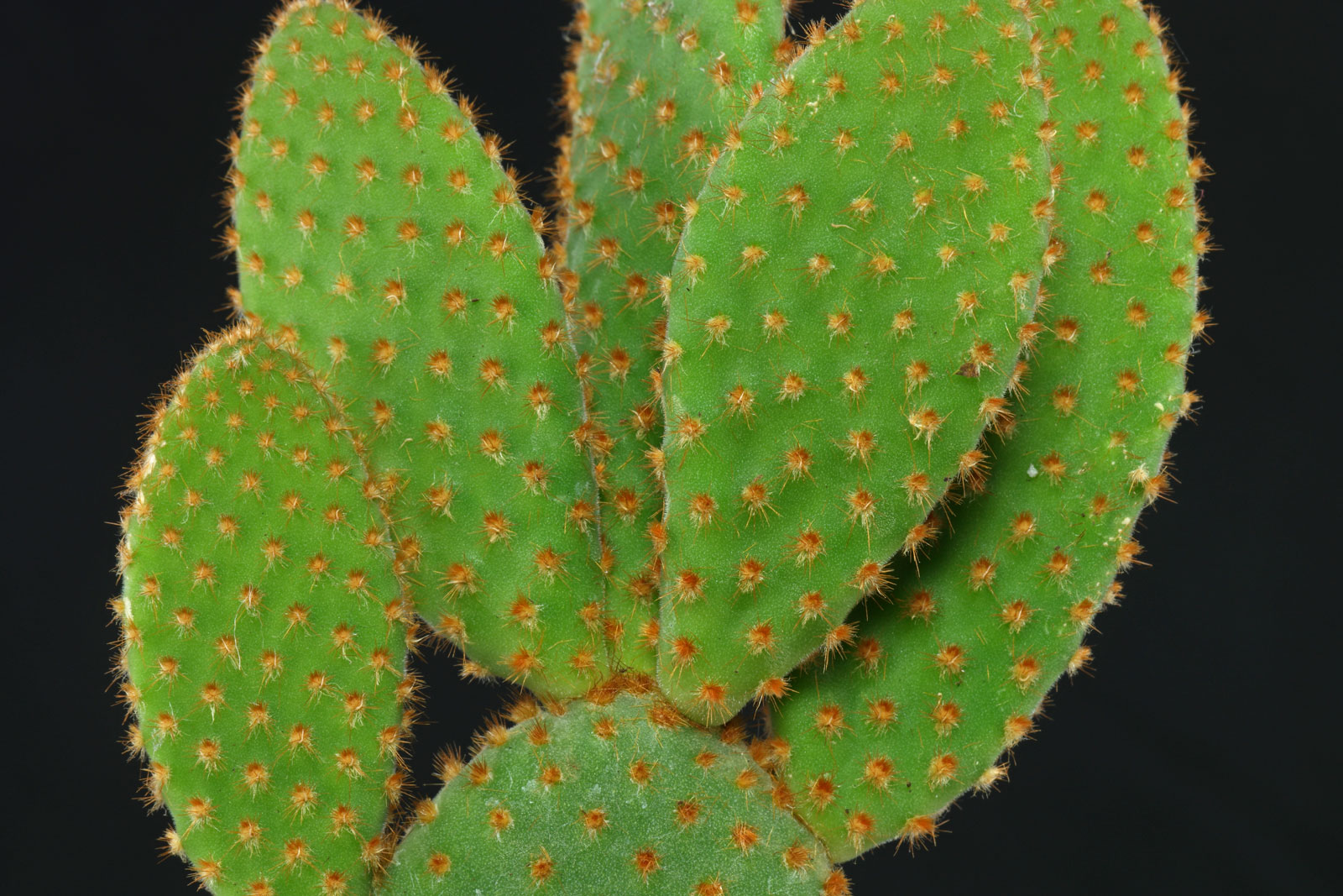 Opuntia microdasys rufida
