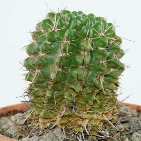 Parodia mammulosa ssp submammulosa