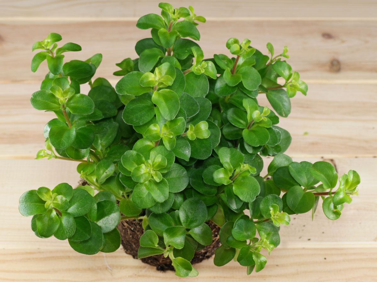 Peperomia Rotundifolia Peperomia Rotundifolia
