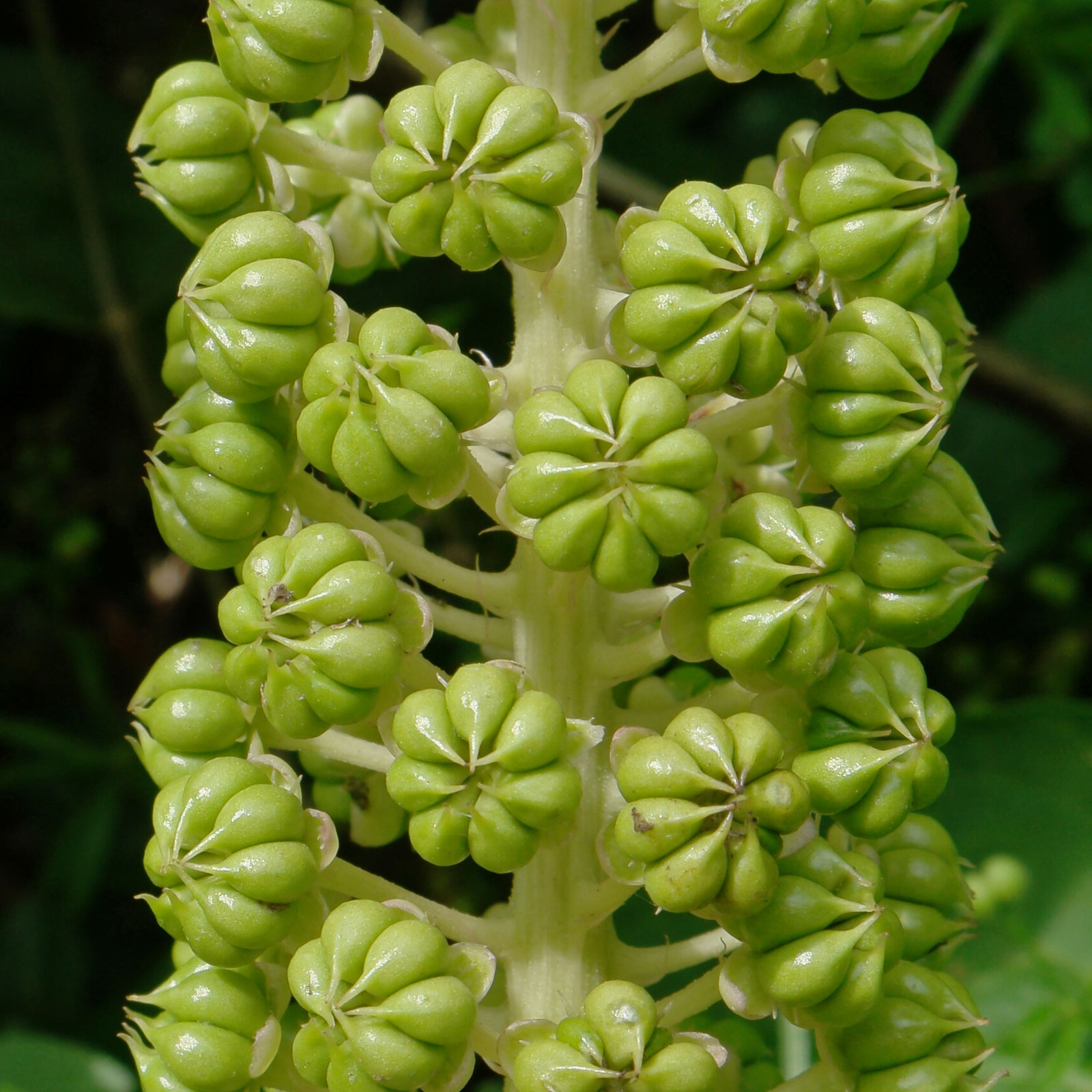 Phytolacca acinosa