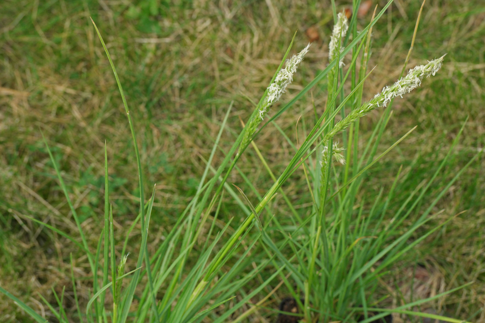 Sesleria autumnalis