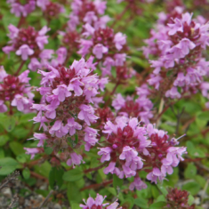 Thymus pulegioides