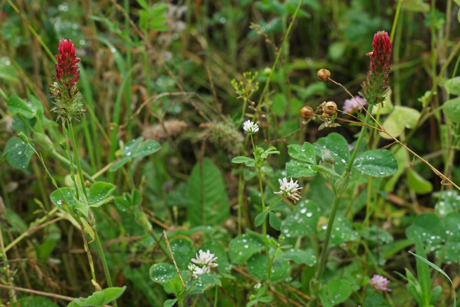 Trifolium incarnatum & Trifolium resupinatum