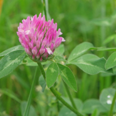 Trifolium pratense
