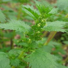 Urtica urens