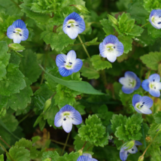 Veronica persica