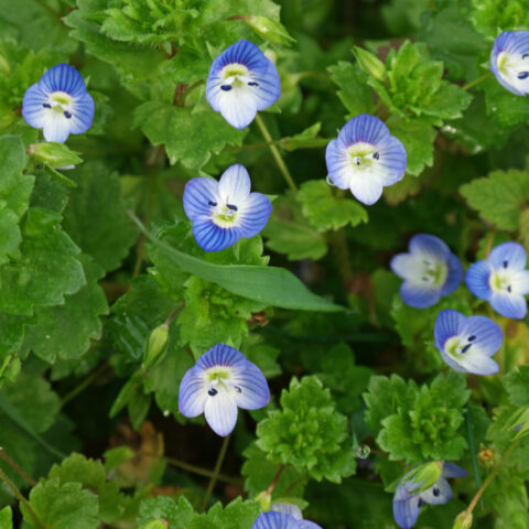 Veronica persica