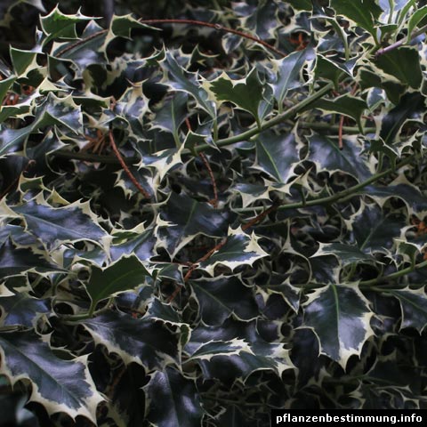 ilex aquifolium variegata
