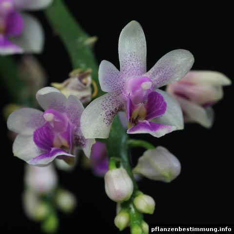 phalaenopsis deliciosa