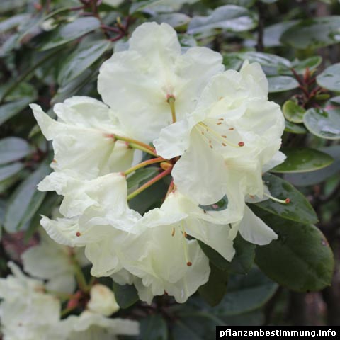 rhododendron weiß