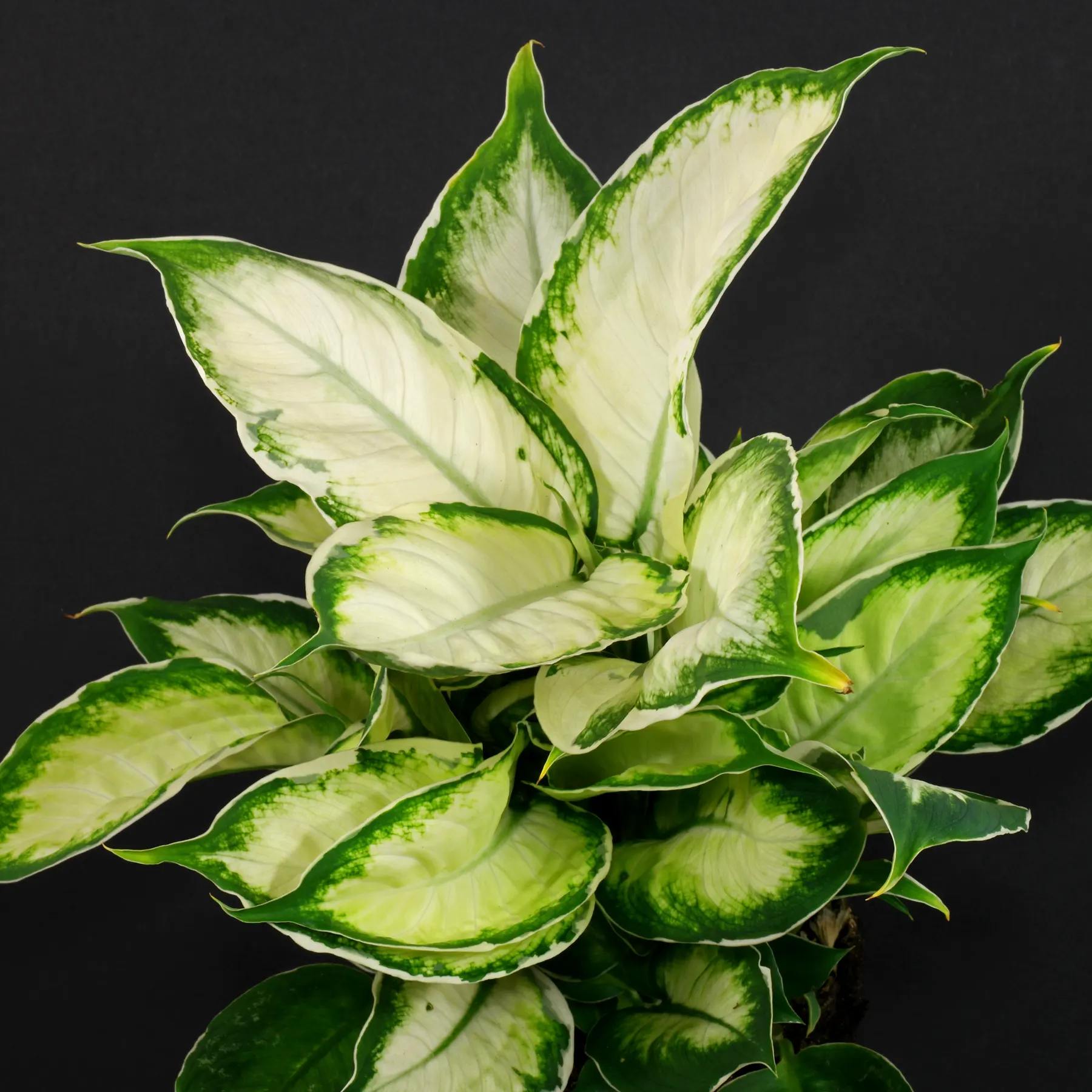 Dieffenbachia Cool Beauty