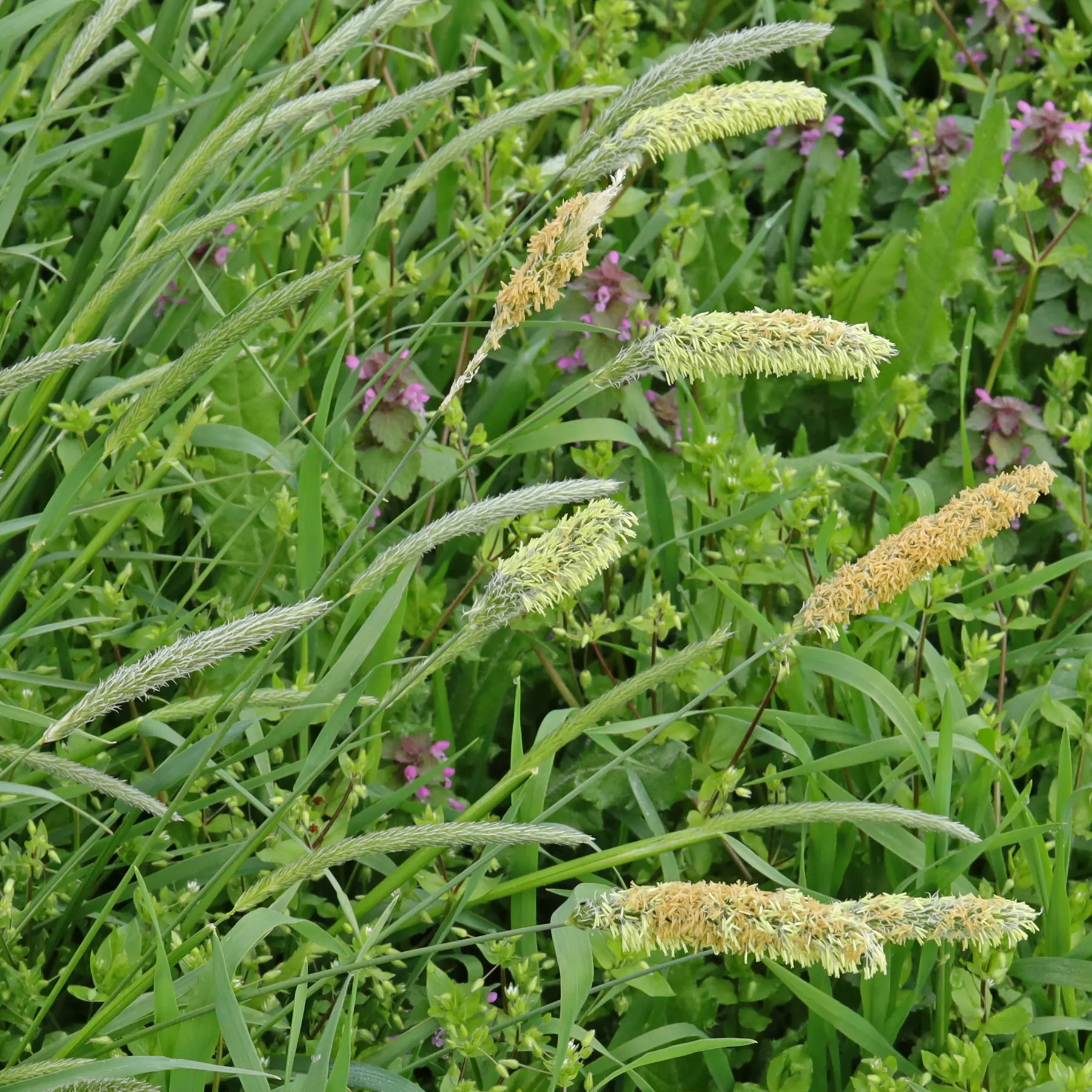 Alopecurus pratensis