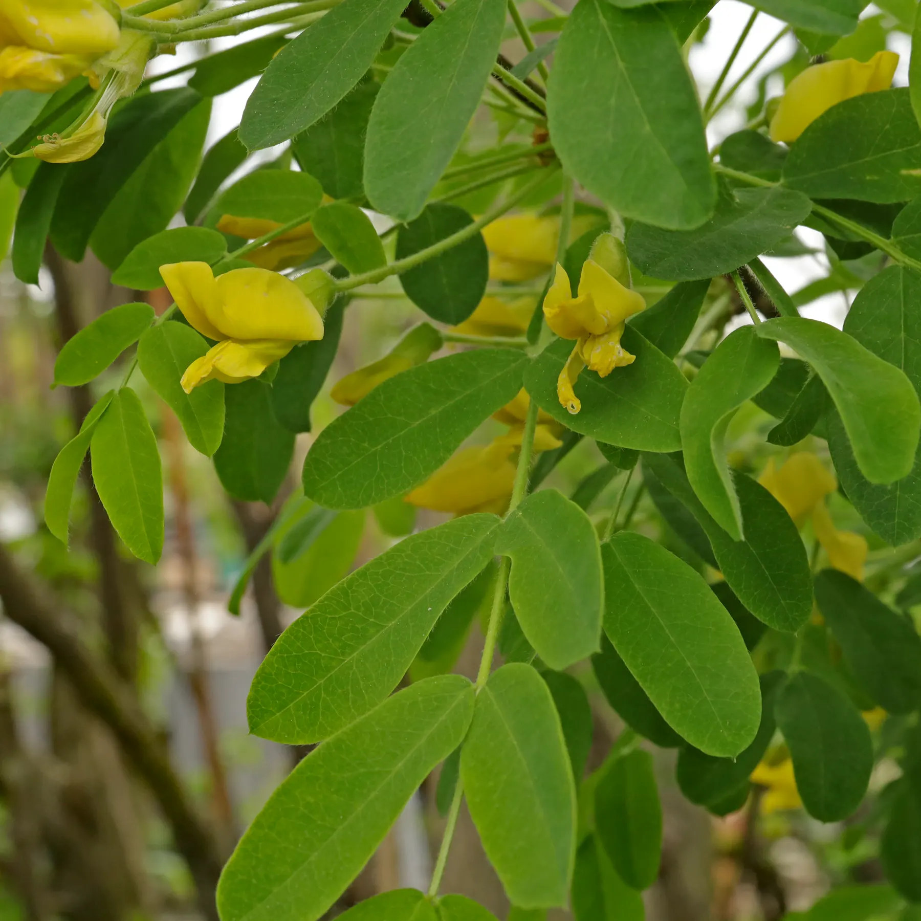 Caragana arborescens