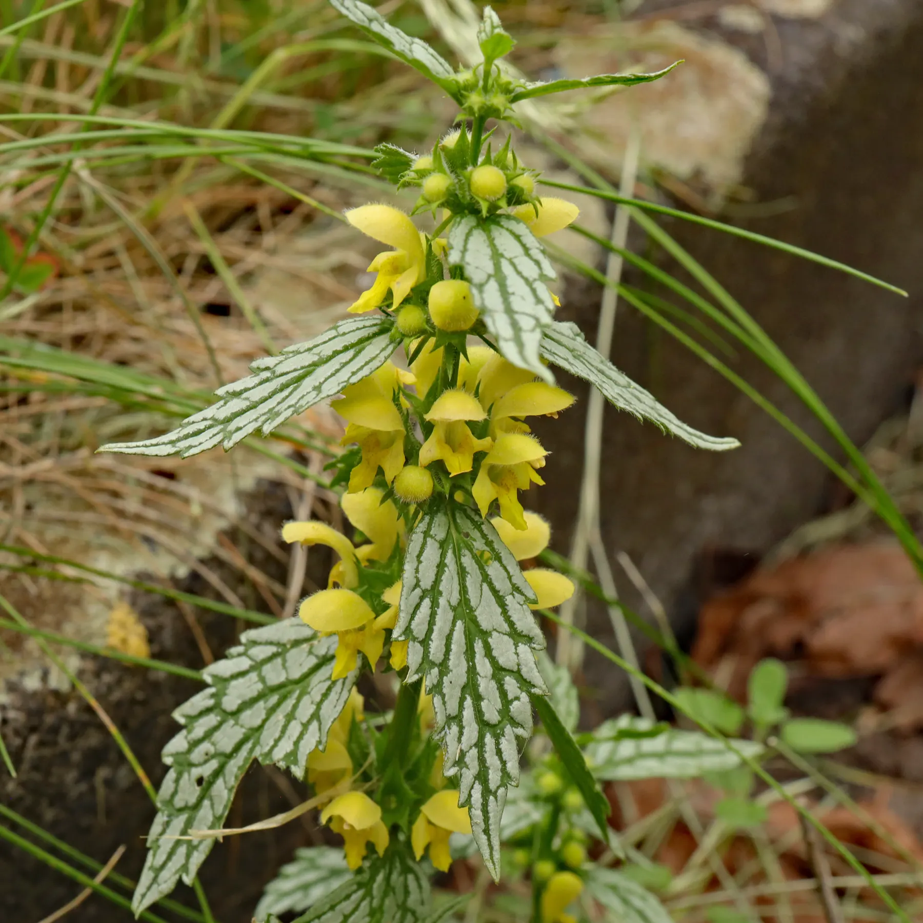 Lamium galeobdolon Hermanns Pride