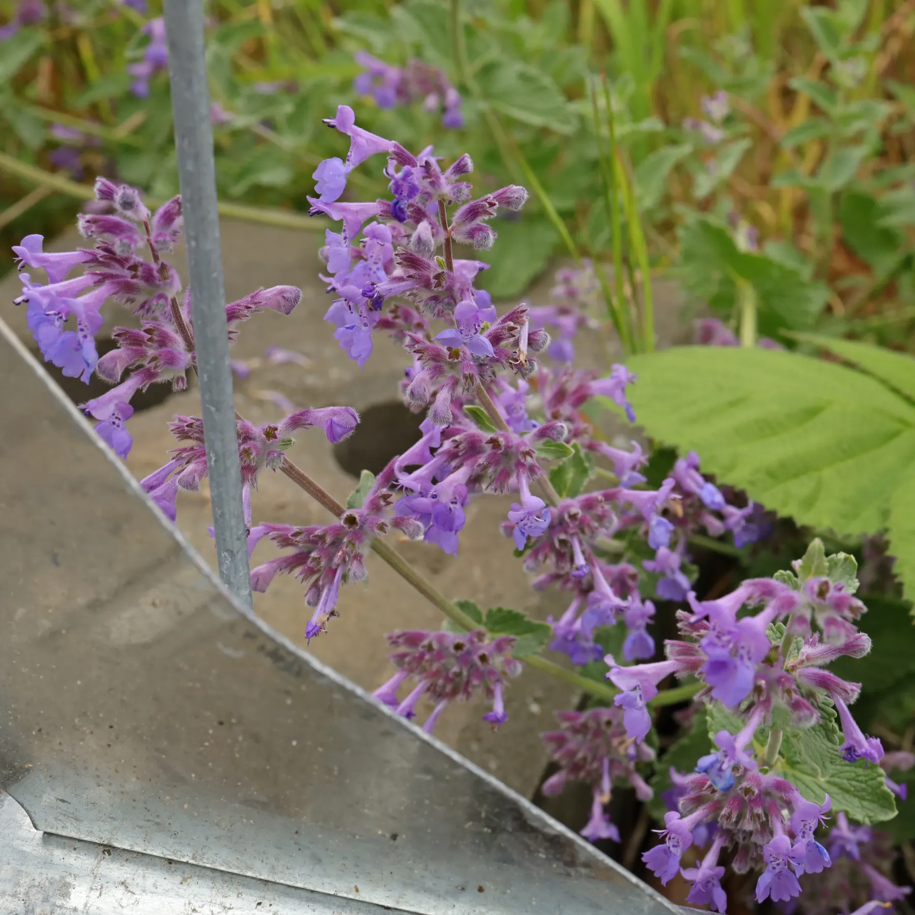 Nepeta racemosa
