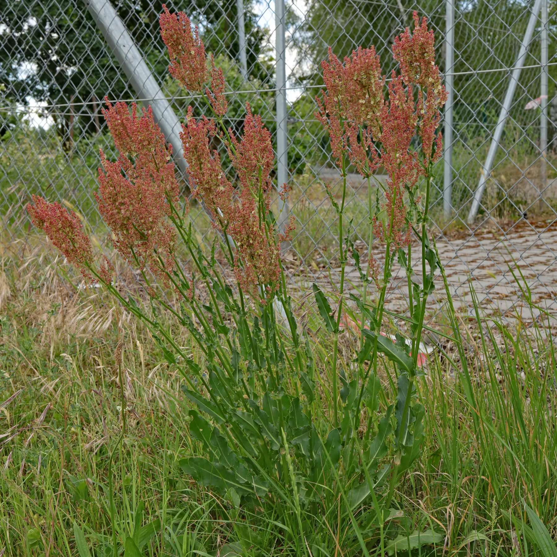 Rumex thyrsiflorus