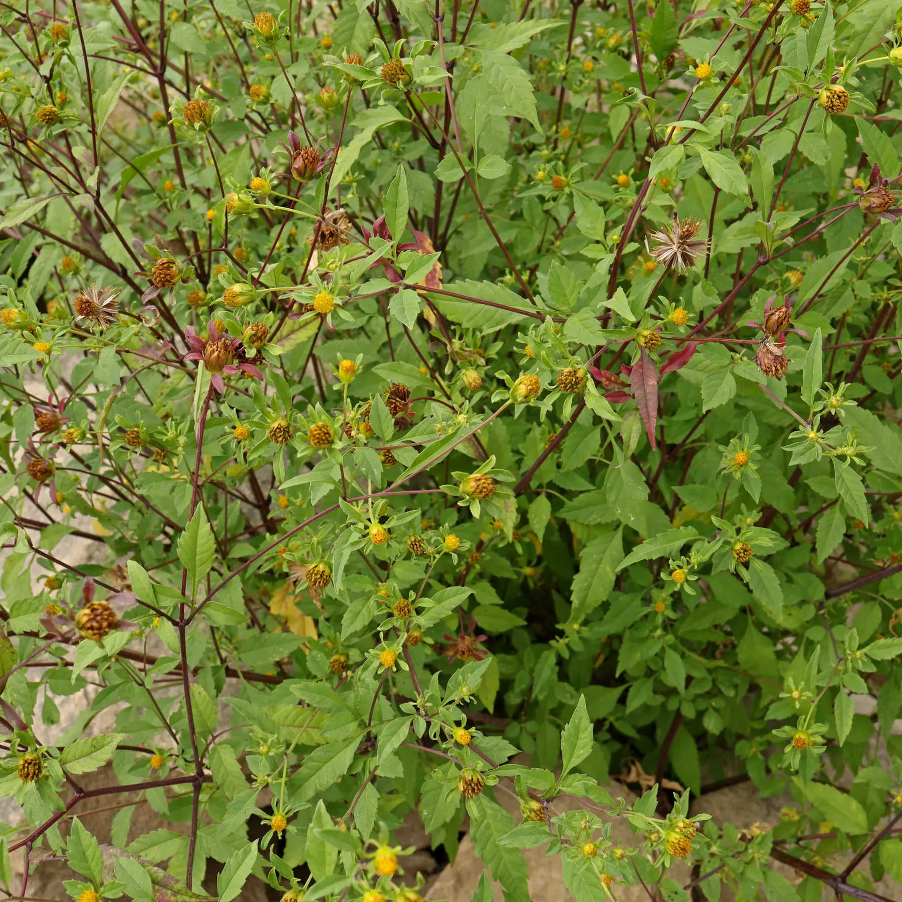 Bidens frondosa