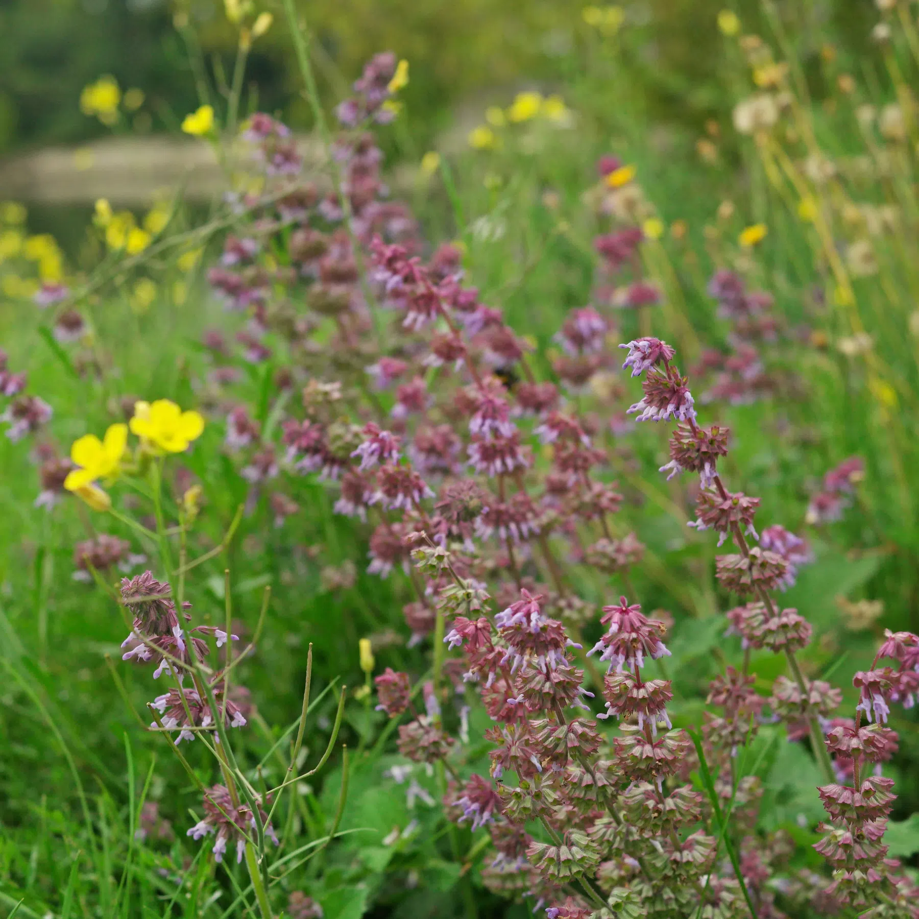 Salvia verticillata Sauge verticillee