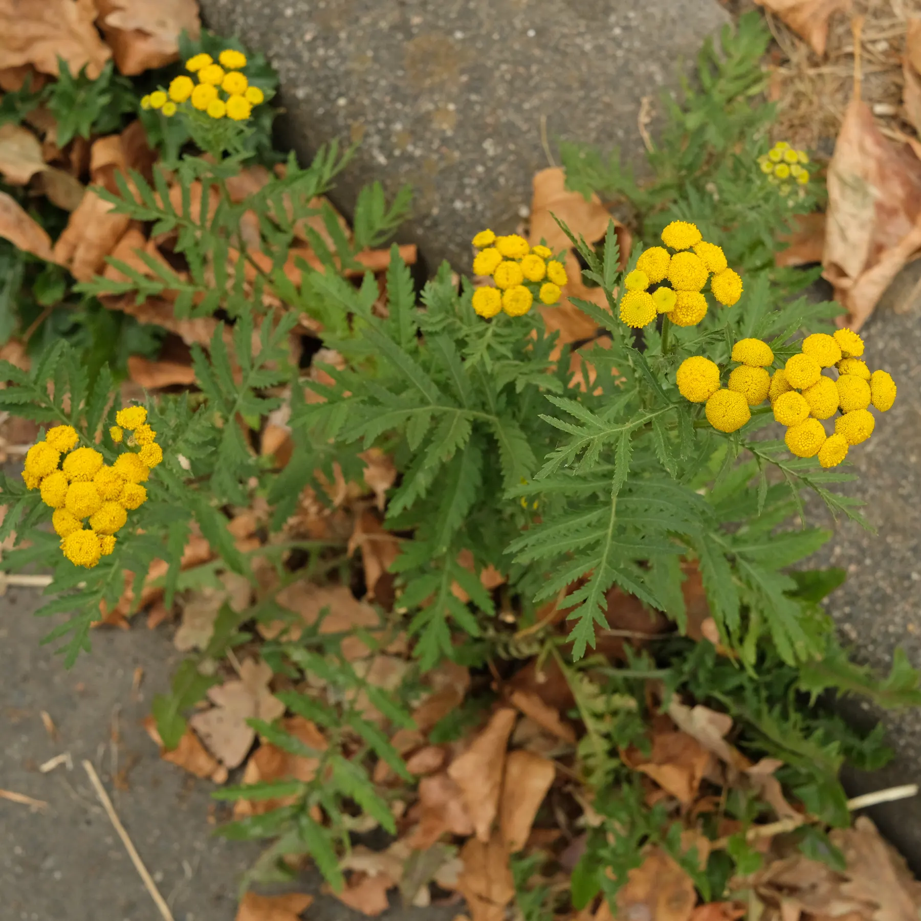 Tanaisie Tanacetum vulgare