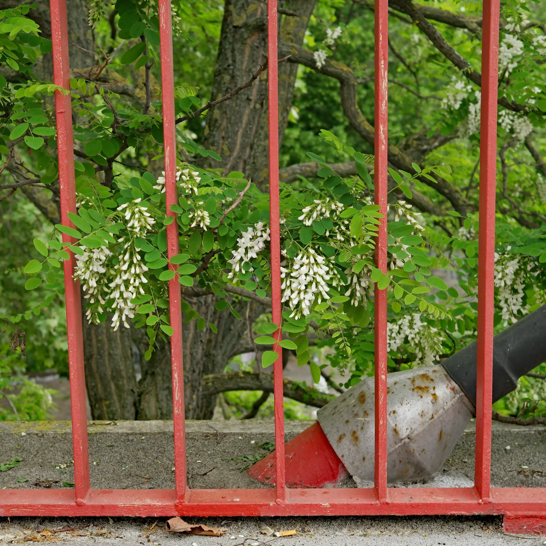 Robinia pseudoacacia robinier