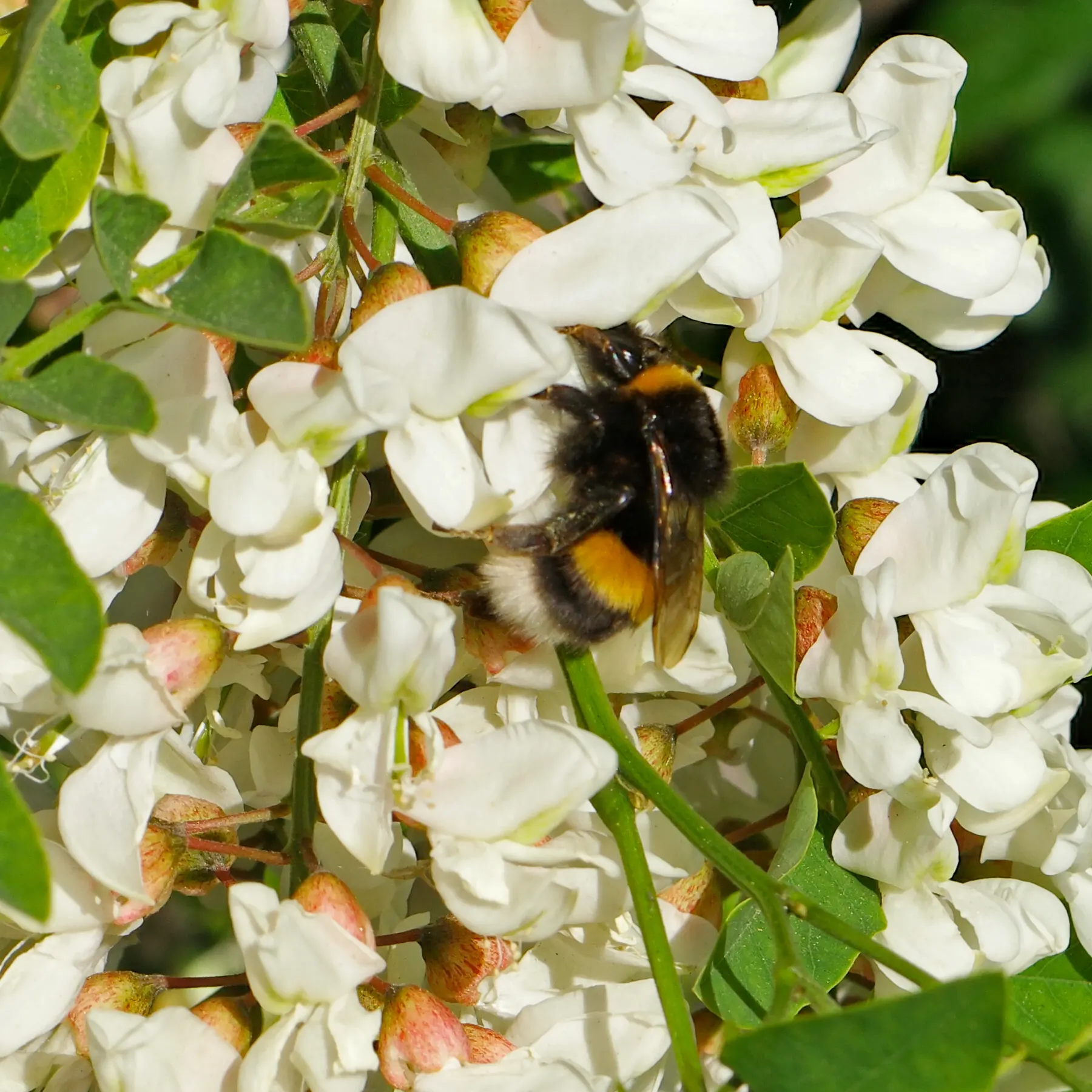 Un bourdon pollinise les fleurs du robinier
