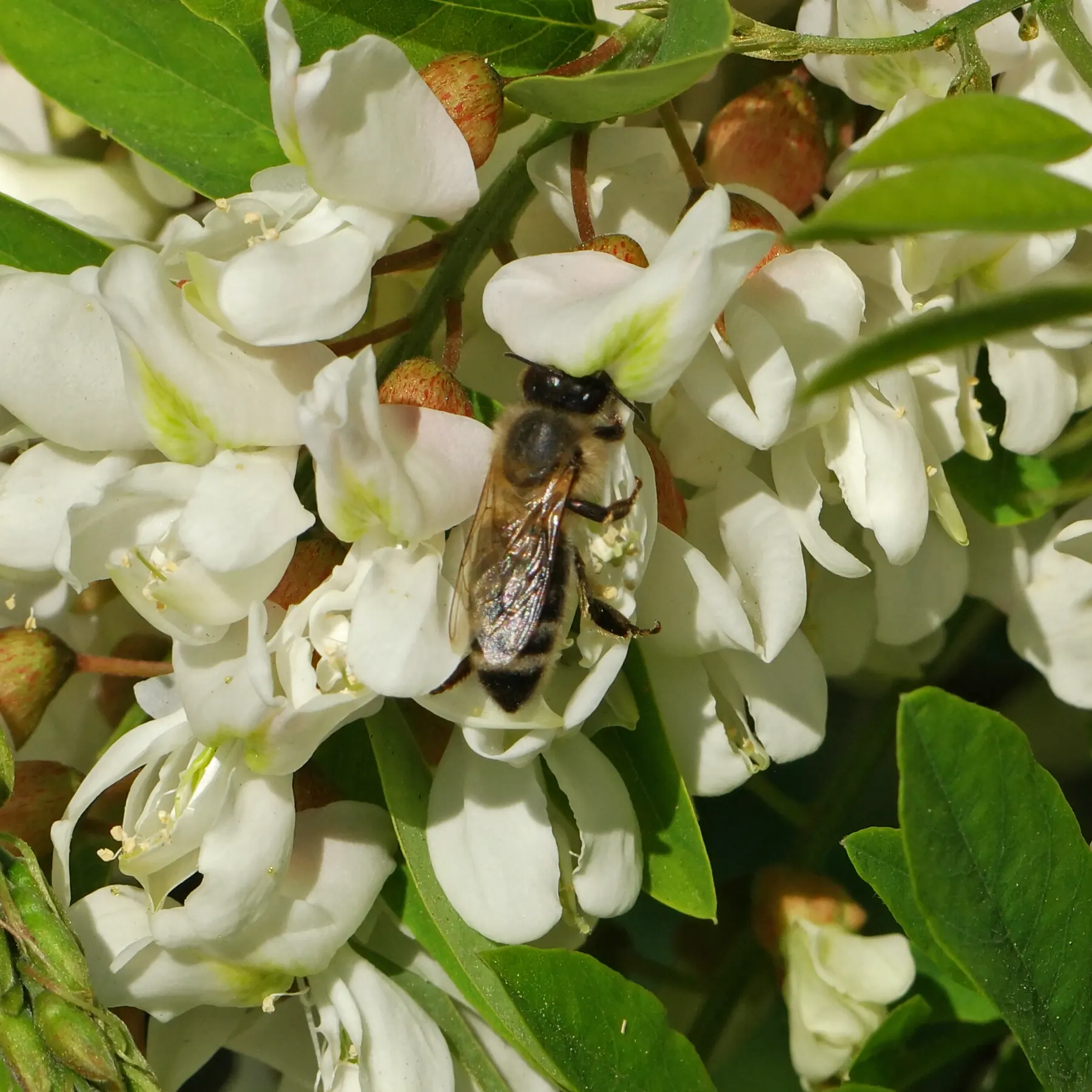 Une abeille mellifere pollinise les fleurs du robinier