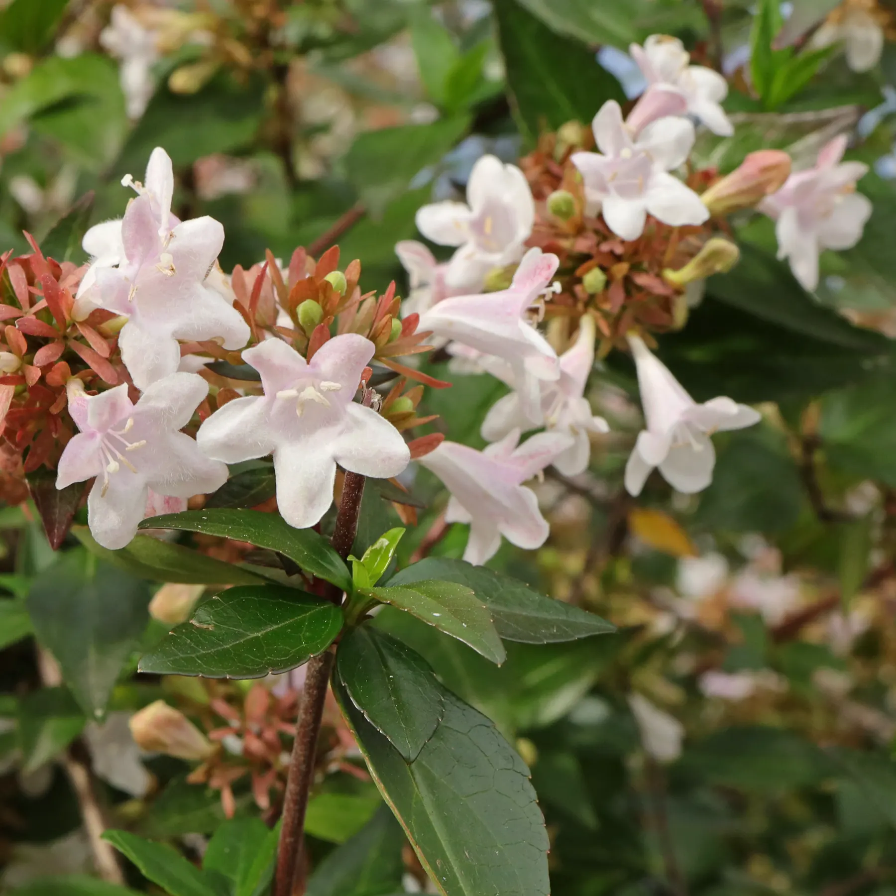 Abelia à grandes fleurs Abelia ×grandiflora