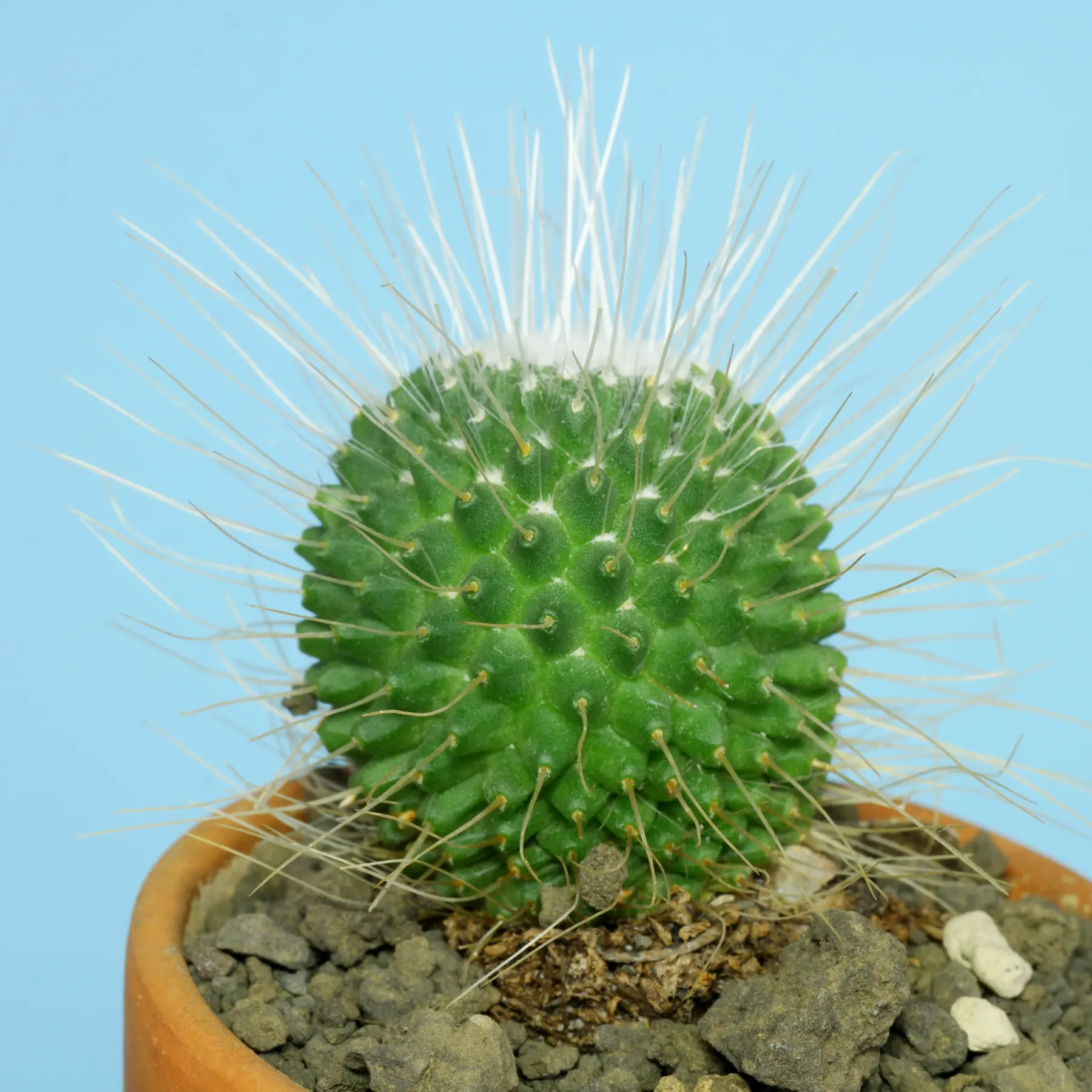 Cactus a coussinets epineux Mammillaria spinosissima Un Pico