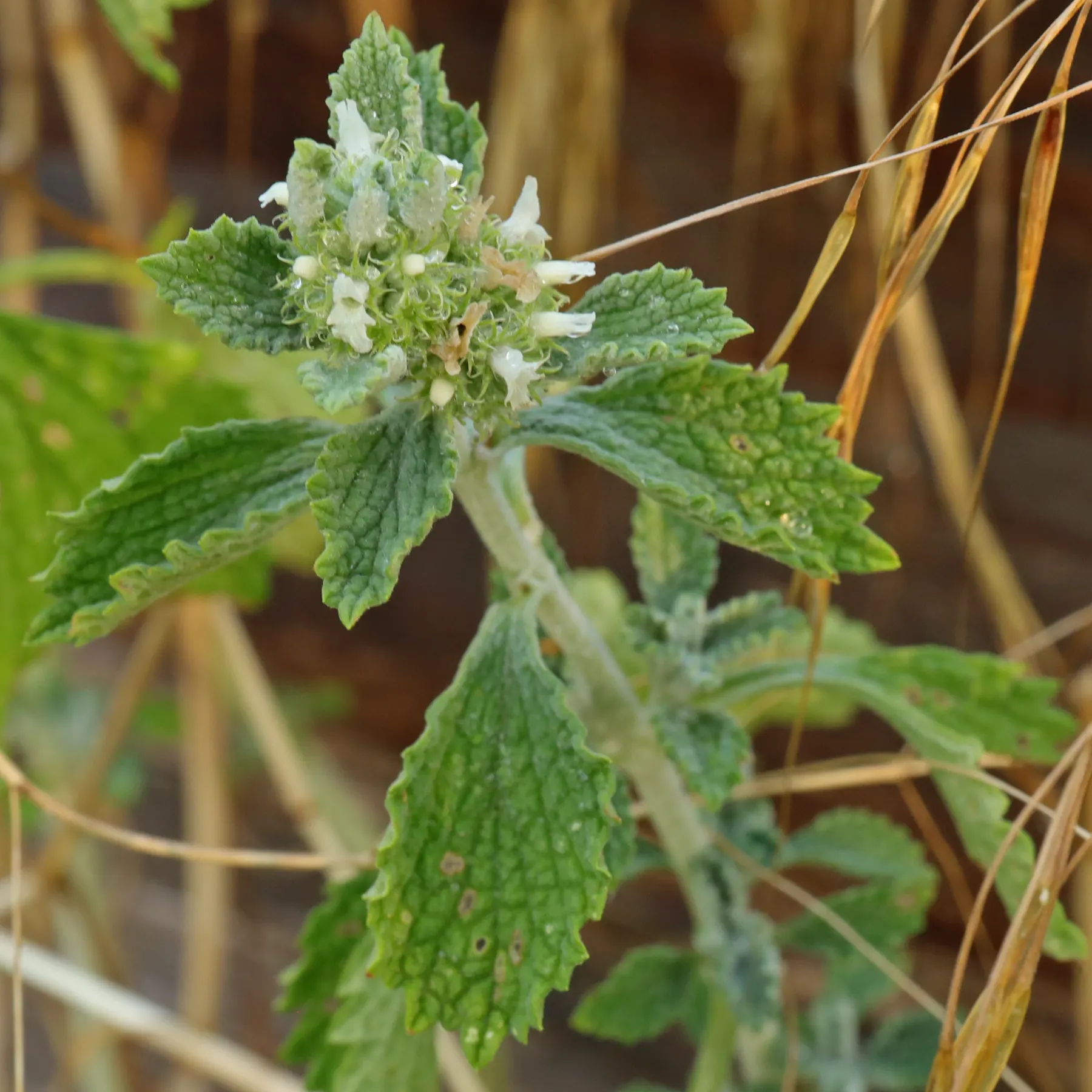 Marrube blanc Marrubium vulgare