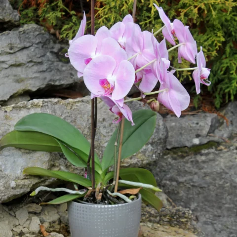 Phalaenopsis Orchidee papillon