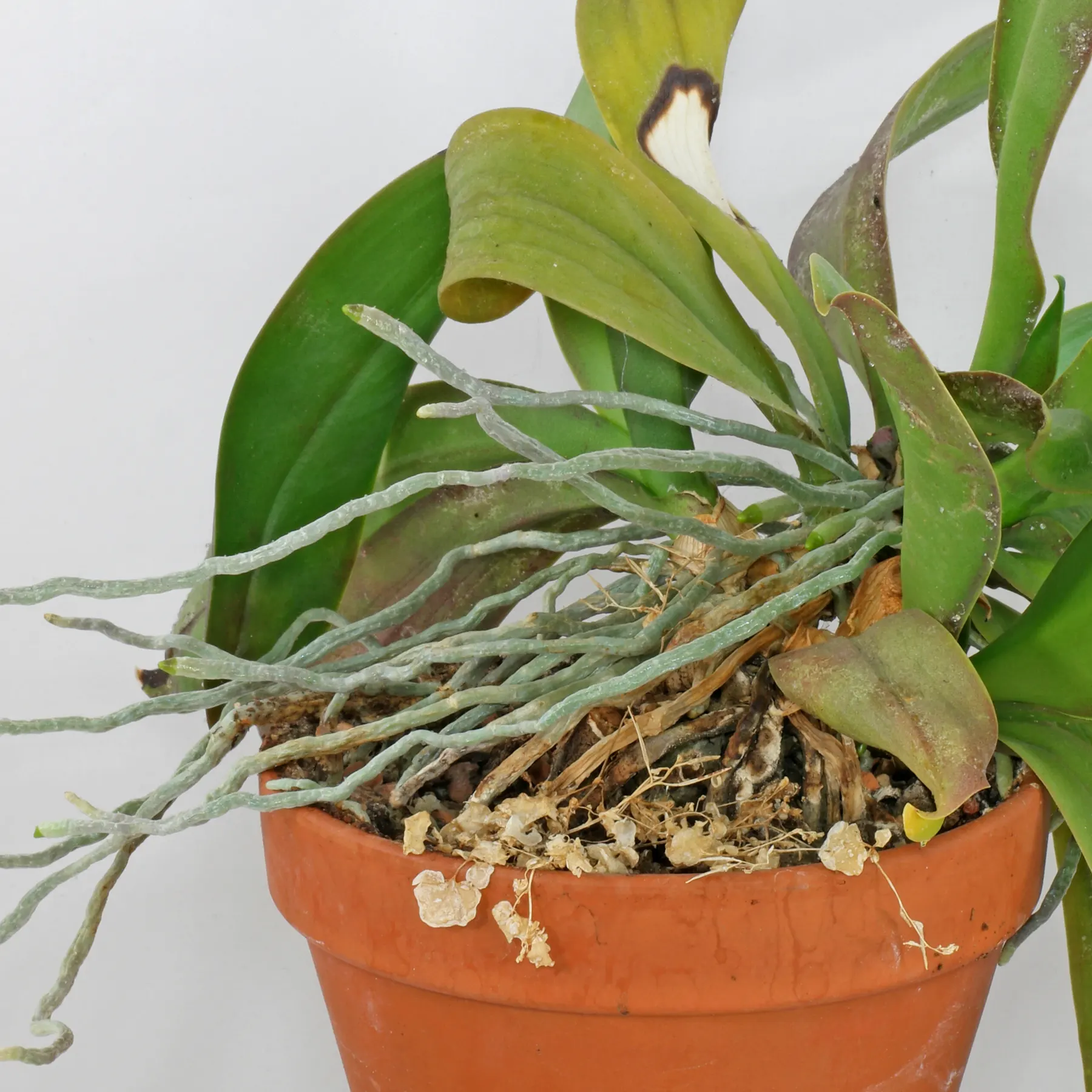 Racines de lorchidee Phalaenopsis