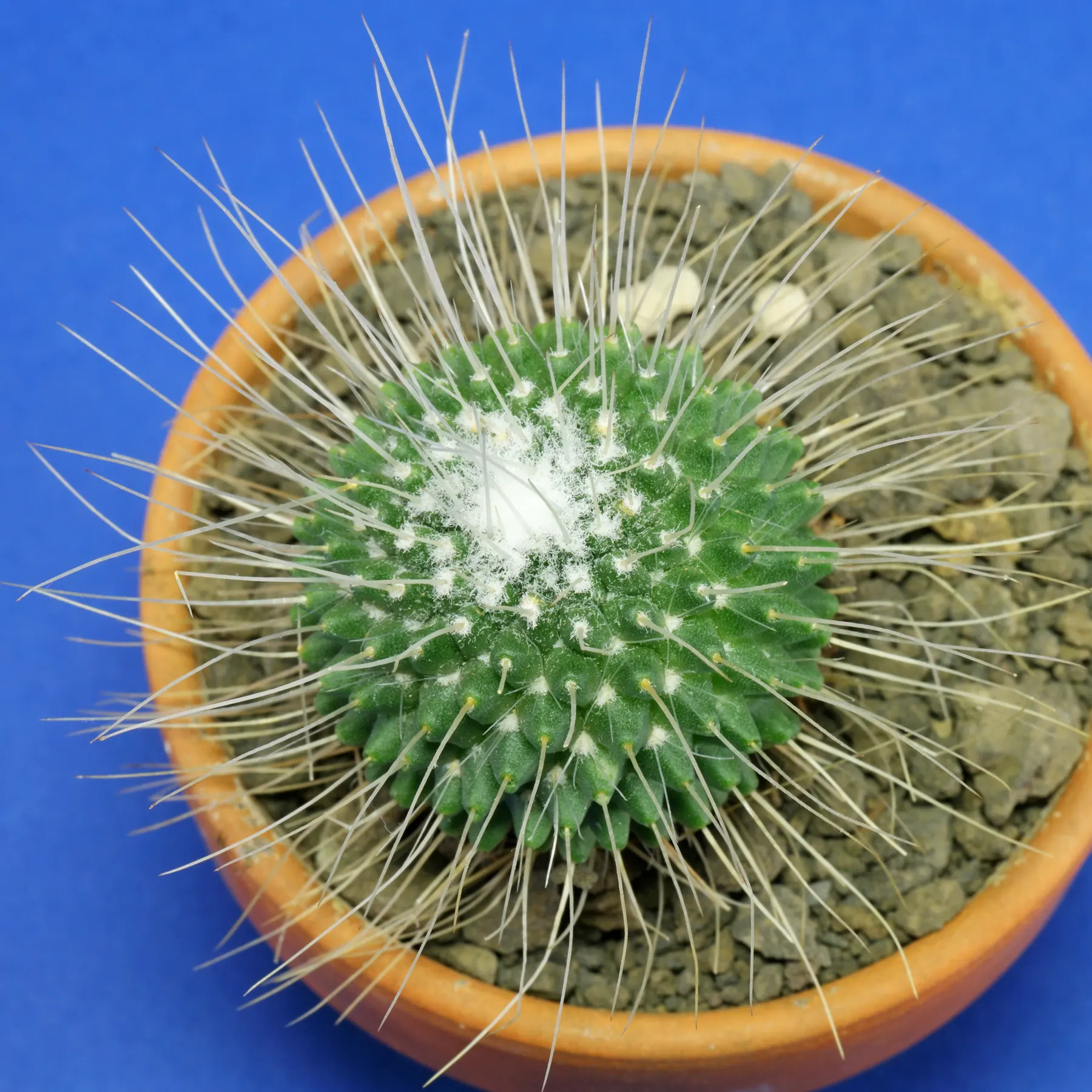 Spiny Pincushion Cactus Un Pico