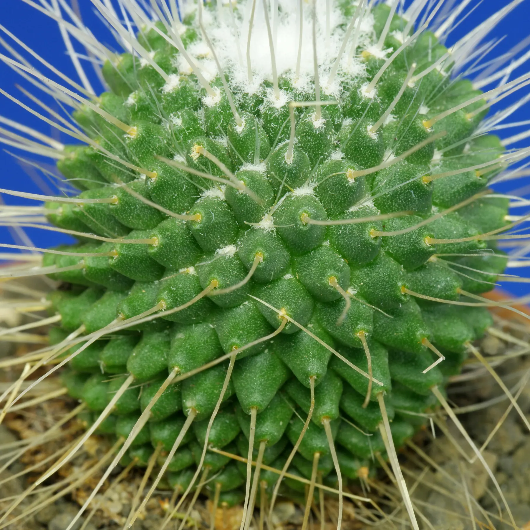 Spiny Pincushion Cactus areol
