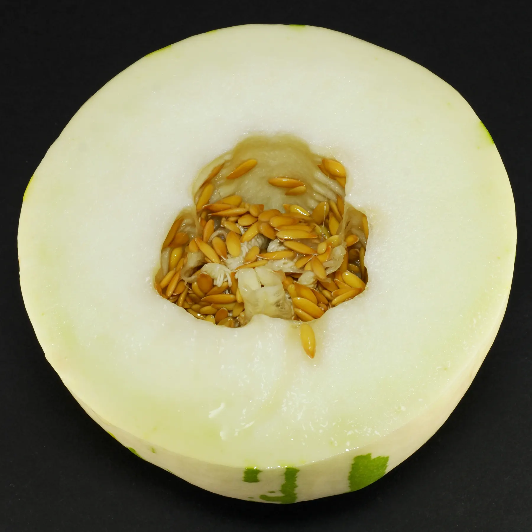 Melon Ivory Gaya