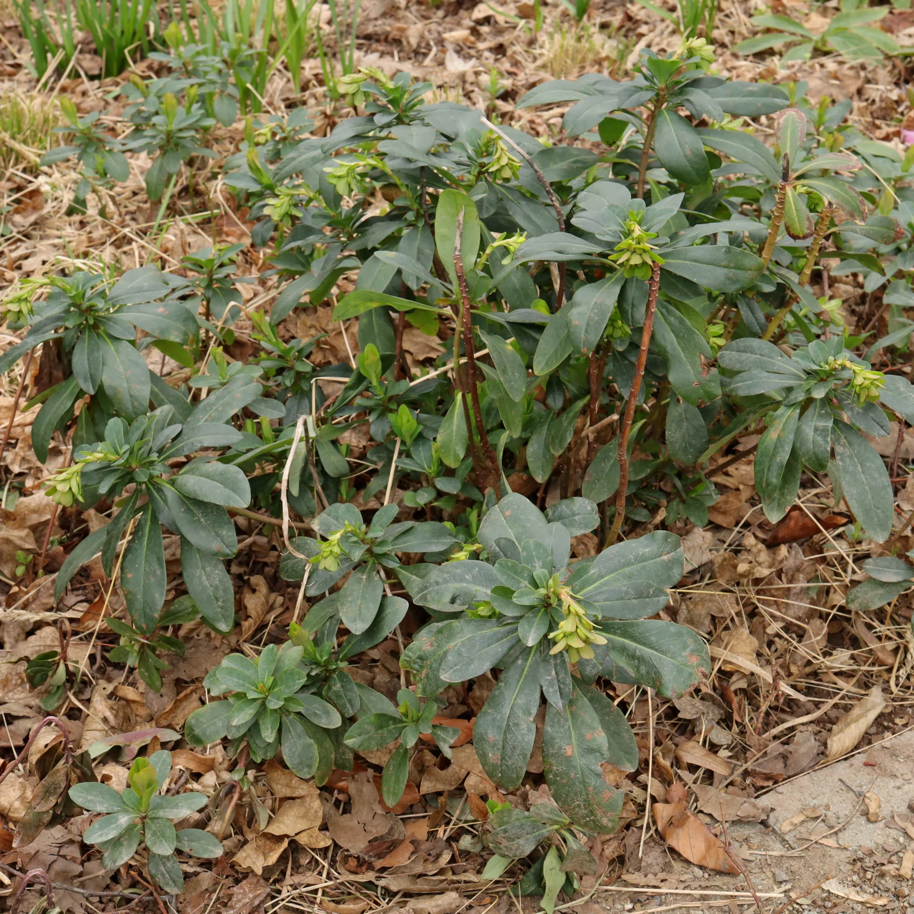 Euphorbia amygdaloides ssp. robbiae