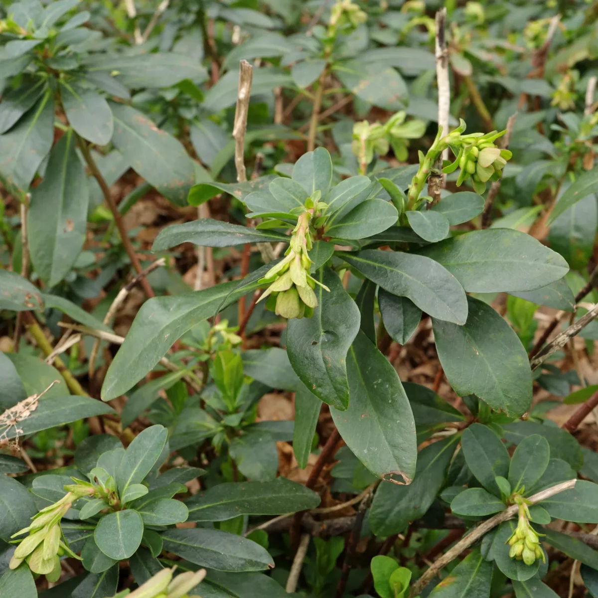Euphorbia amygdaloides ssp. robbiae