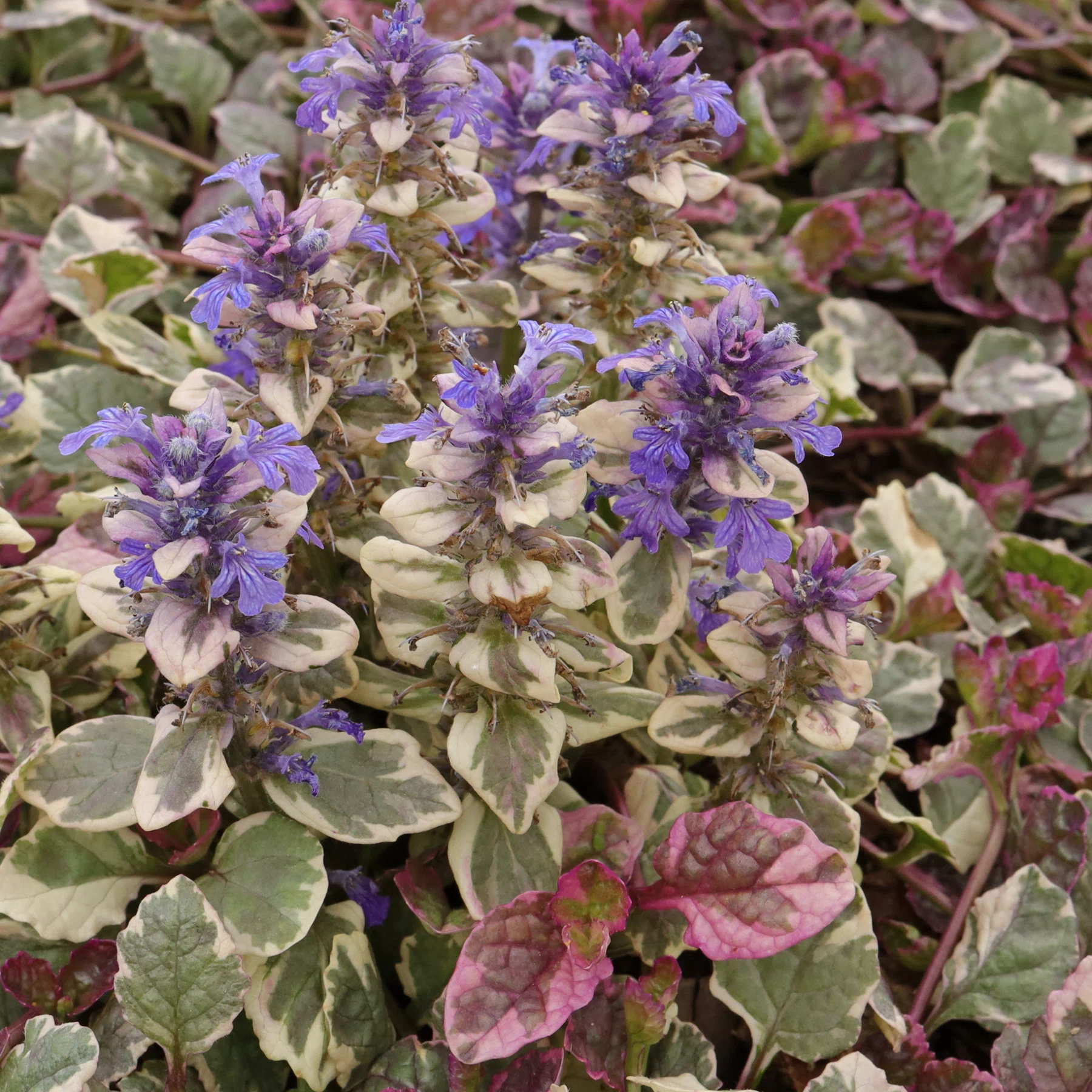 Ajuga reptans Burgundy Glow