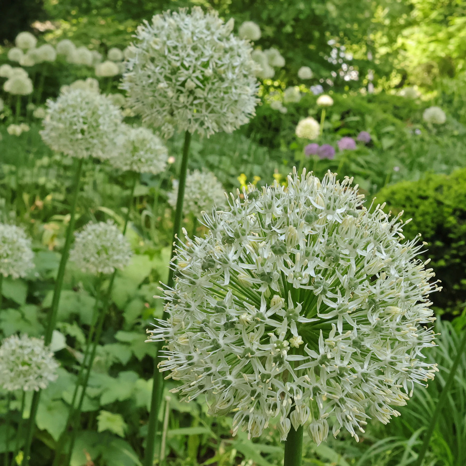Allium stipitatum Mount Everest