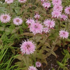 Monarda bradburiana Ozark