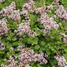 Syringa pubescens