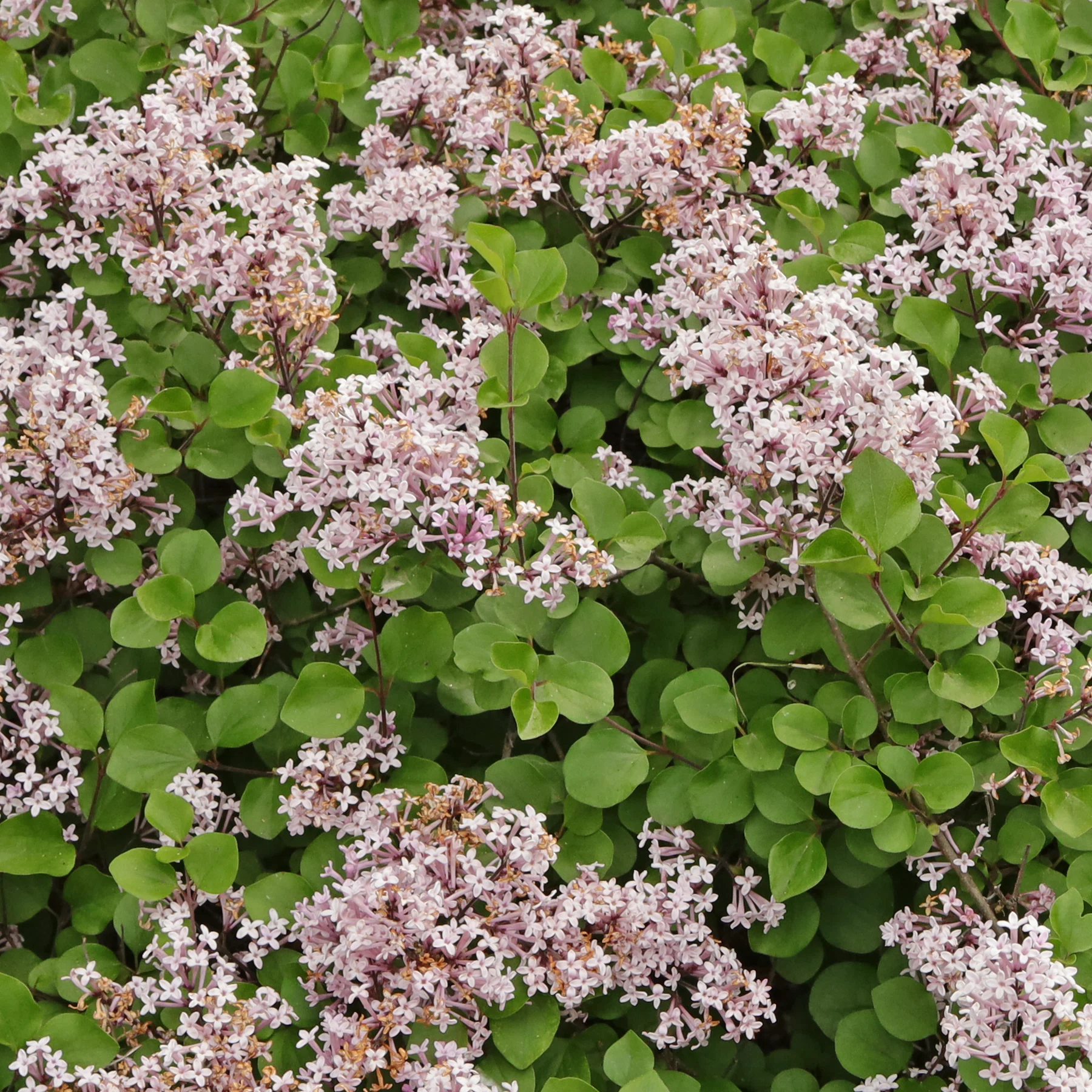 Syringa pubescens