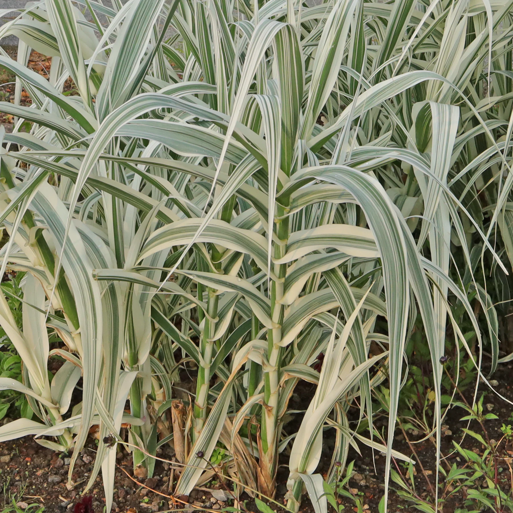 Arundo donax Variegata