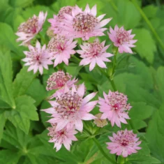 Astrantia major cv