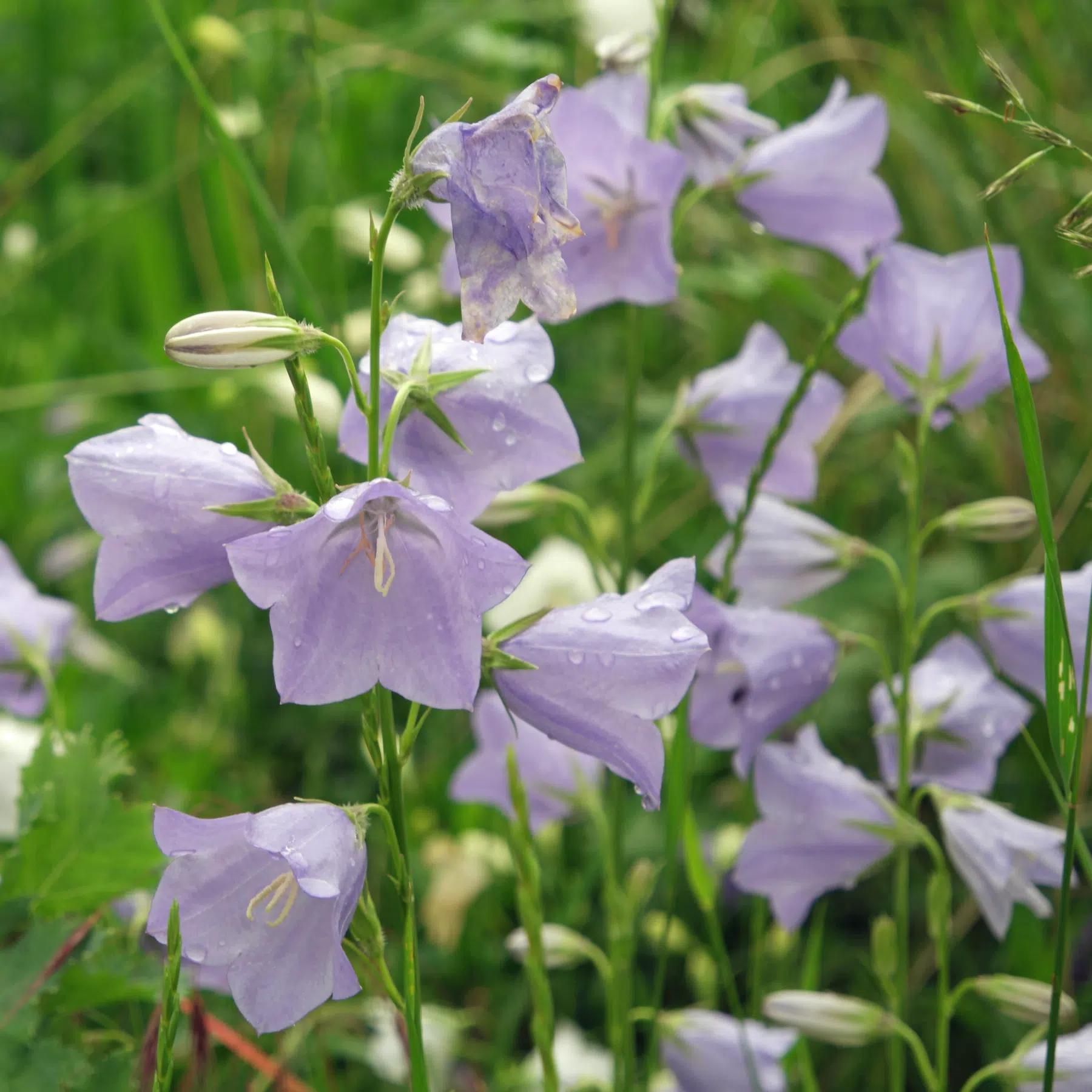Campanula persicifolia Campanule à feuilles de pêcher