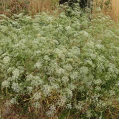 Falcaria vulgaris