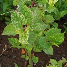 Fallopia japonica Variegata