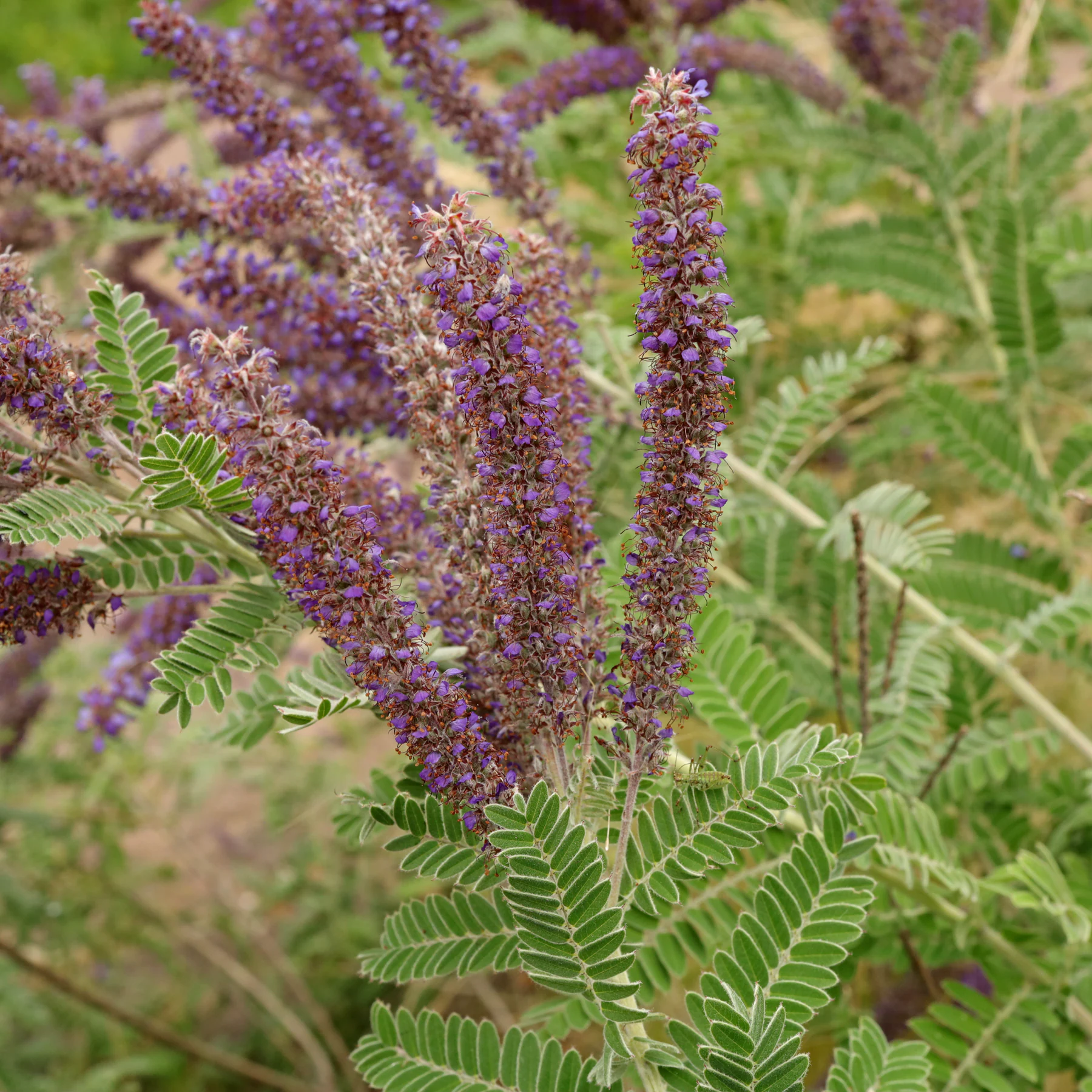 Amorpha canescens
