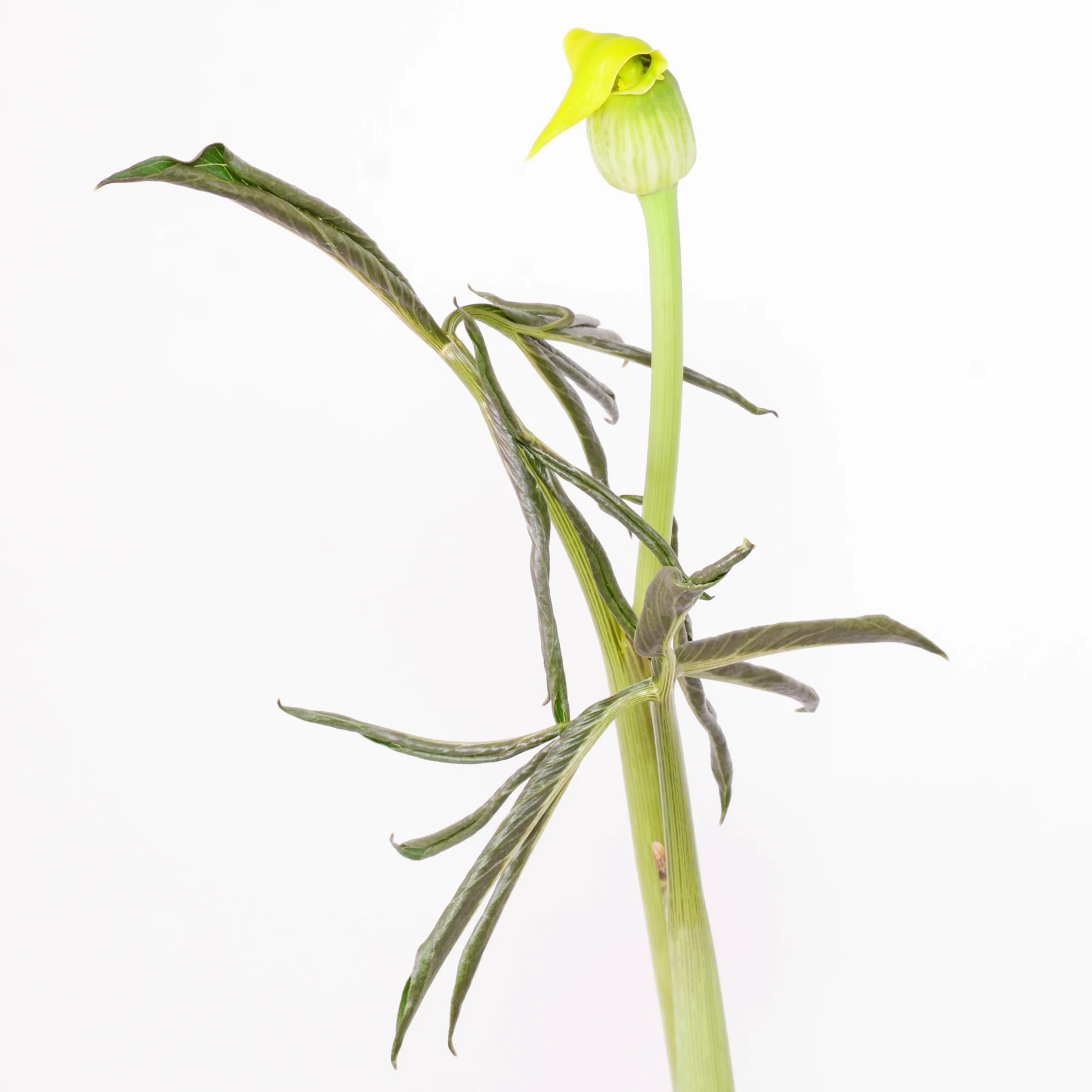 Arisaema flavum