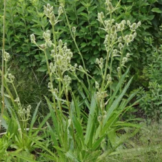 Eryngium agavifolium