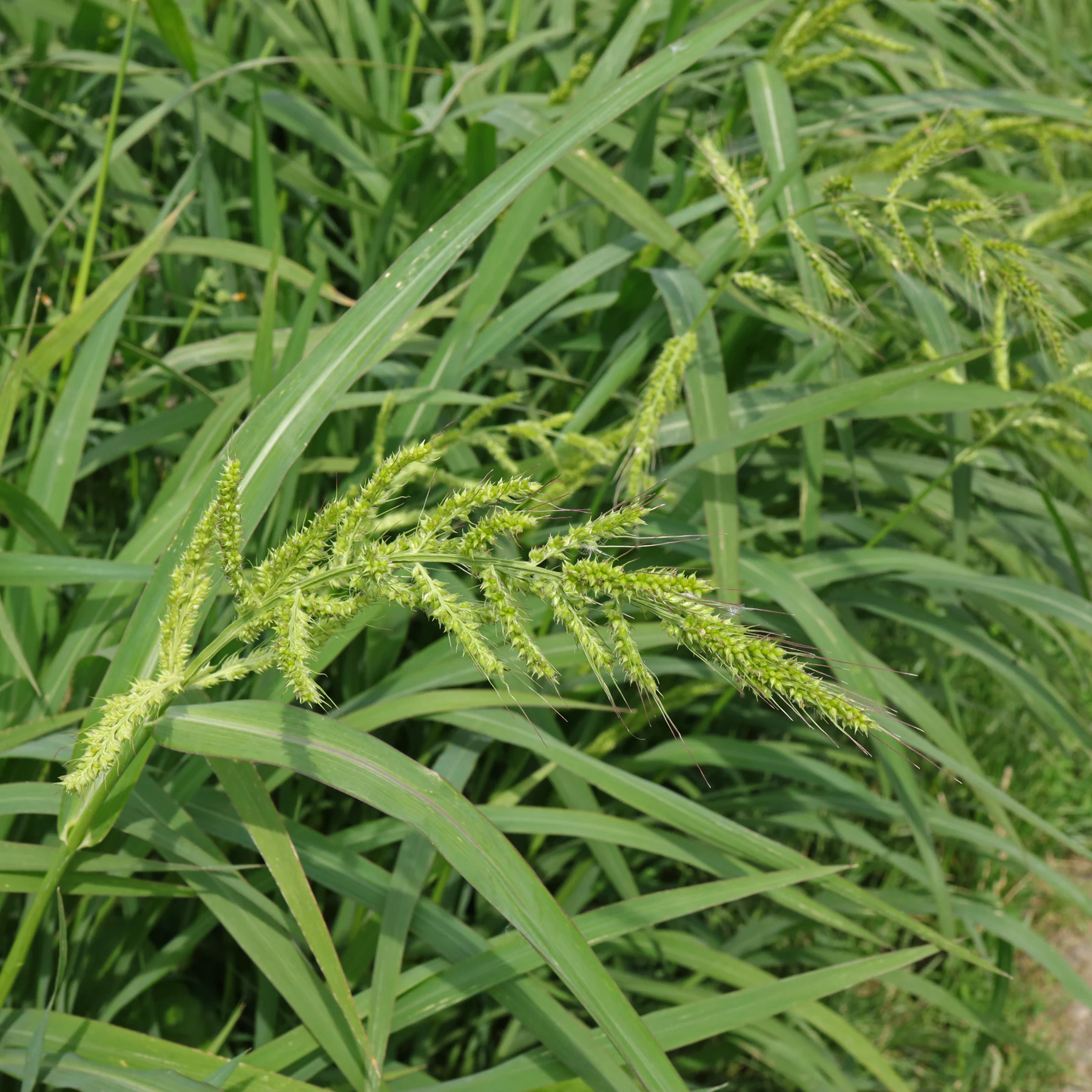 Echinochloa crus galli